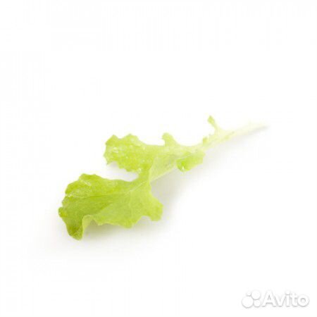 Семена Салата 