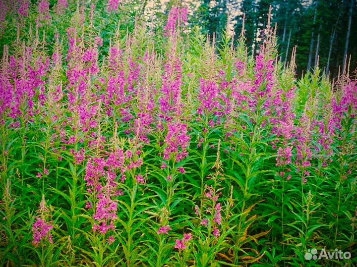 Иван чай 1 кг кипрей 2023 русский, по рецепту