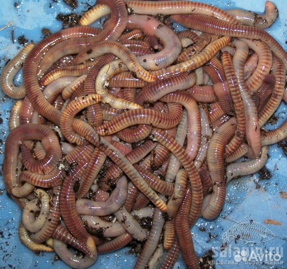 Мотыль,червь,опарыш,живец - Ямуга рыболов