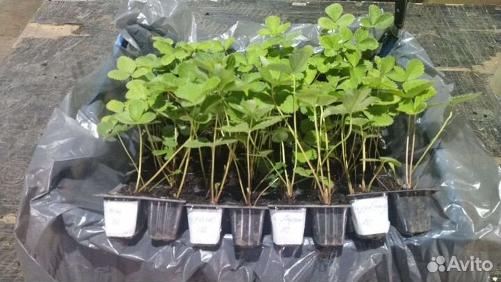 Рассада клубники