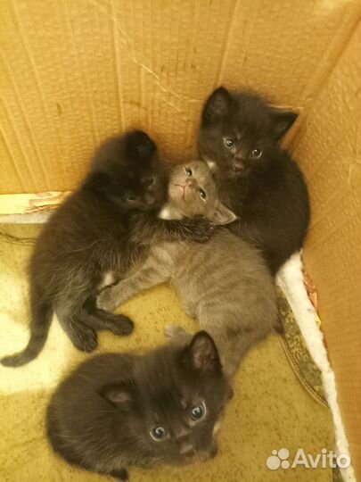 Кошка в дар
