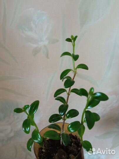 Немантус,Гинура,Орхидея,Лудизия,Жасмин