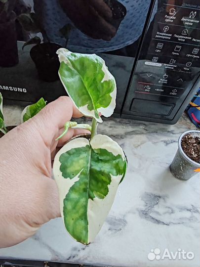 Эпипремнум, Сциндапсус, сингониум