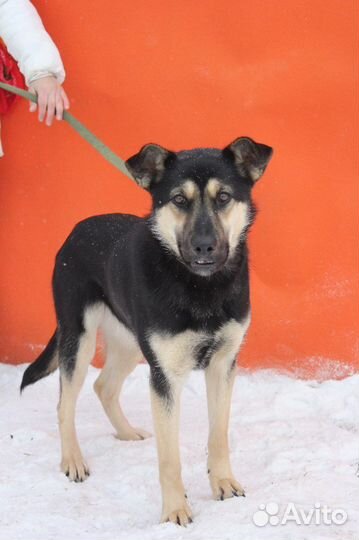 Собаки не должны жить в приюте, им нужен дом