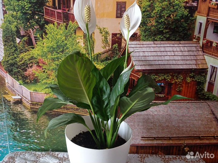 Спатифилум, Гибискус