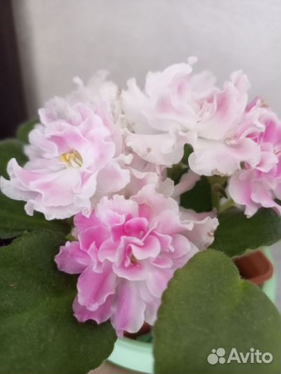 Фиалки сортовые