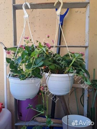 Ампельная ремонтантная клубника с розовыми цветами