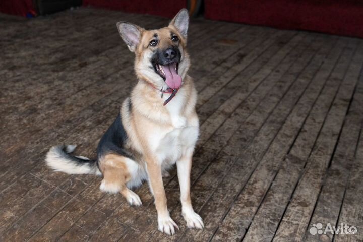 Отдаю собаку Лилу в дар