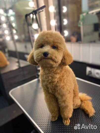 Груминг, стрижка собак,экспресс линька