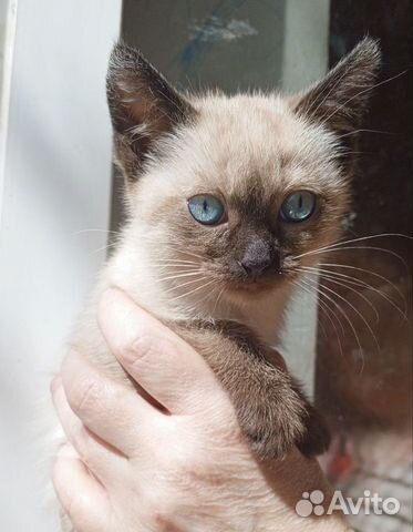 Котятки с голубыми глазами
