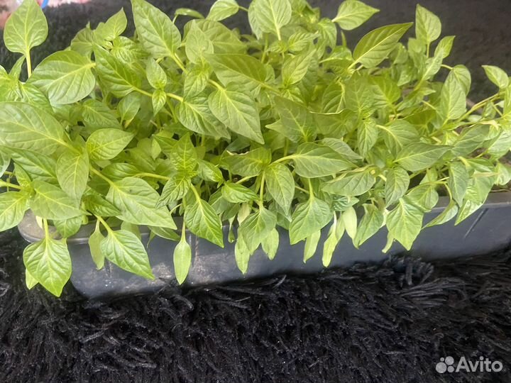 Рассада перцев