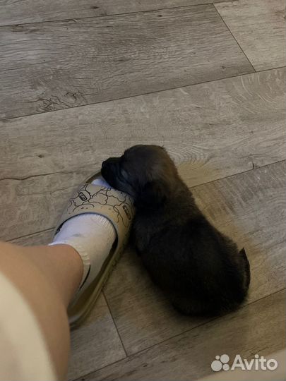 Собака в добрые руки отдам бесплатно