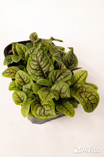 Микрозелень