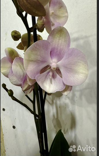 Орхидея фаленопсис