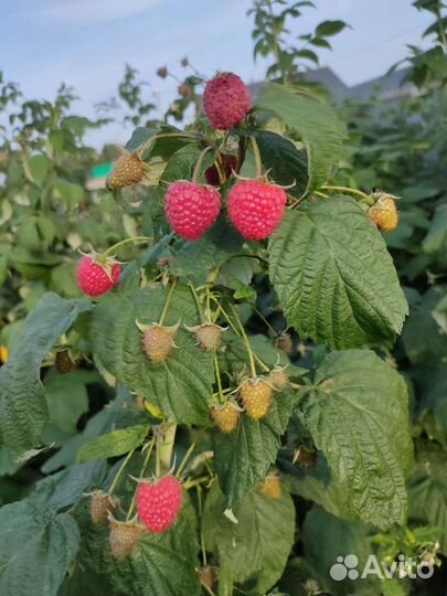 Саженцы летней и ремонтантной малины