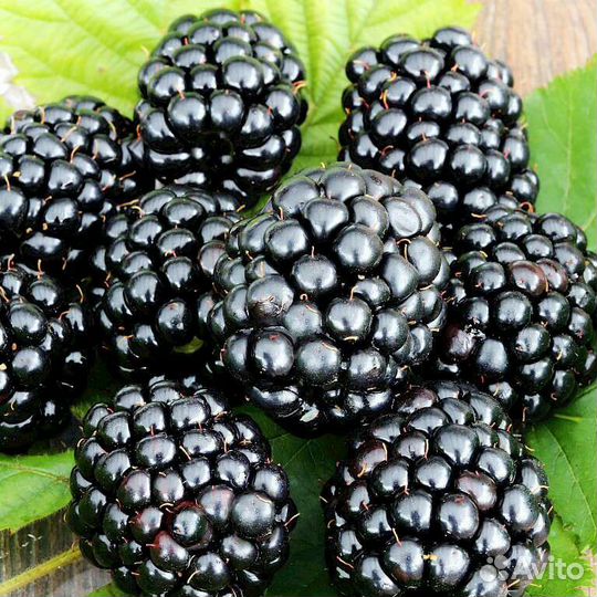 Ежевика безшипная Тройная корона и Найчез