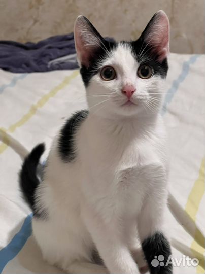 Котенок мальчик бесплатно