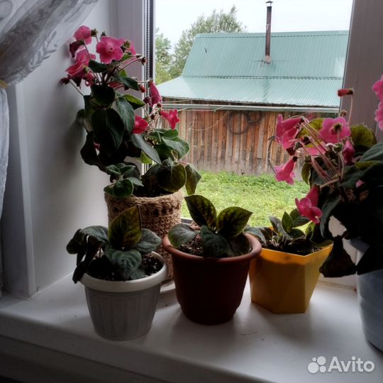 Колерия цветок