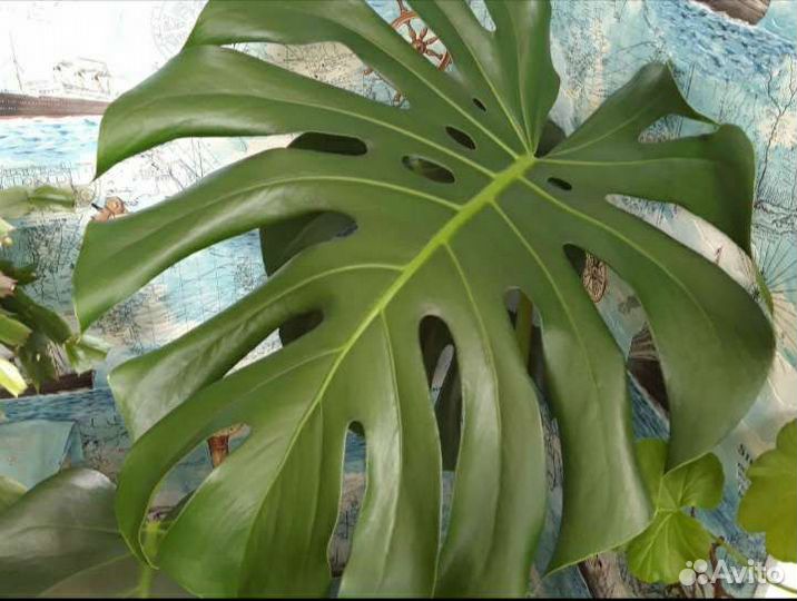 Много комнатных растений