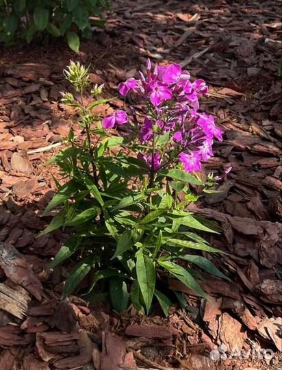 Кора мульча