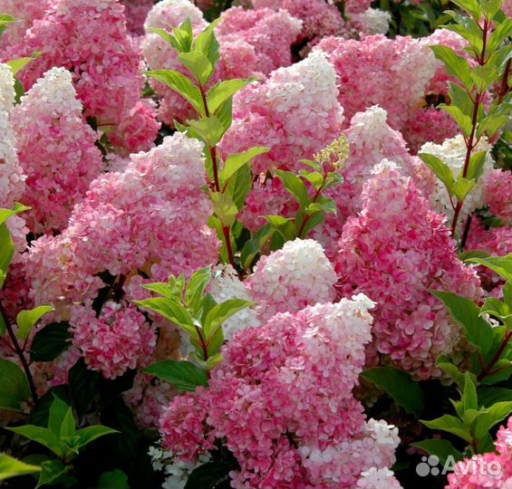 Гортензия Сандей Фрайз метельчатая