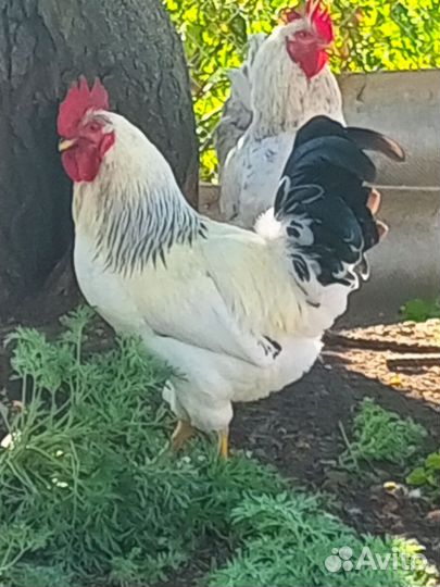 Петухи разных пород