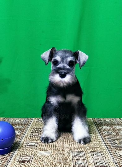 Цвергшнауцер щенки