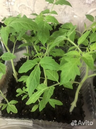 Рассада помидор