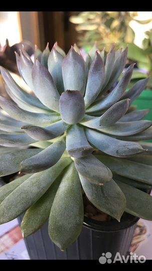 Суккуленты