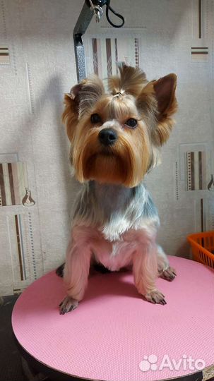 Стрижка собак и кошек.Грумер