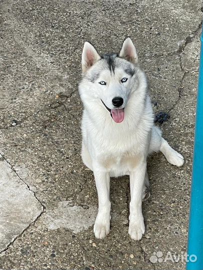 Кабель для случки