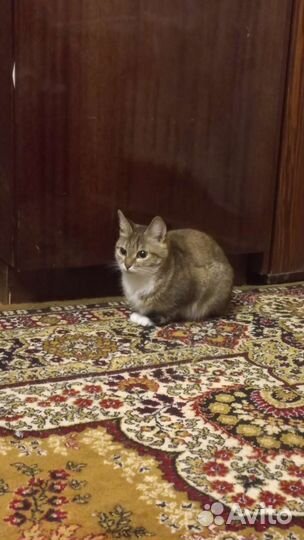 Кошки в добрые руки бесплатно