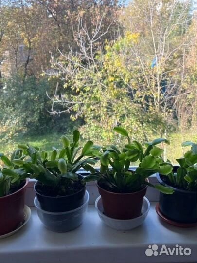 Цветок декабрист (шлюмберга)