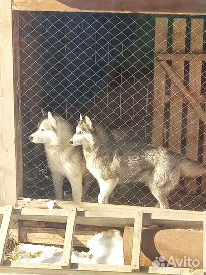 Хаски в добрые руки