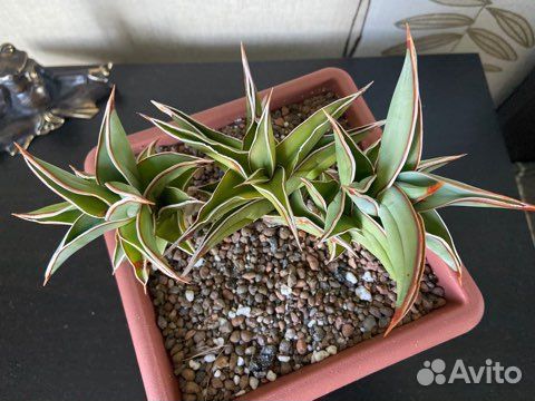 Сортовые сансевиерии 2