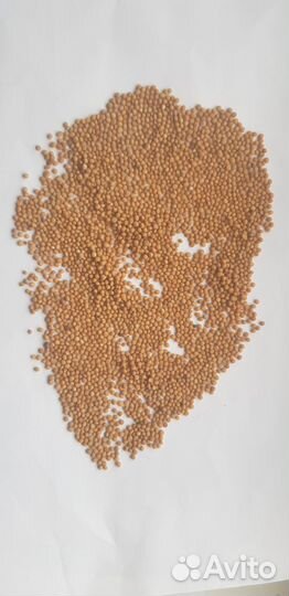 Горчица белая