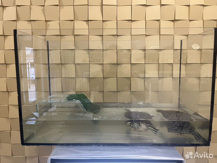 Черепахи в добрые руки с аквариумом