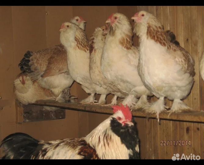 Яйца инкубационные