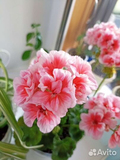 Пеларгония герань сортовая