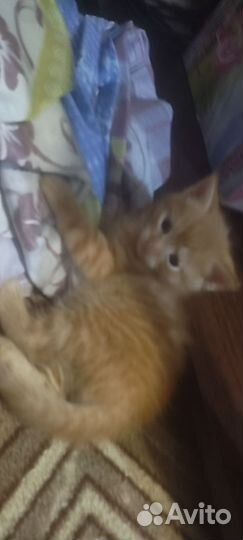 Британцы метисы