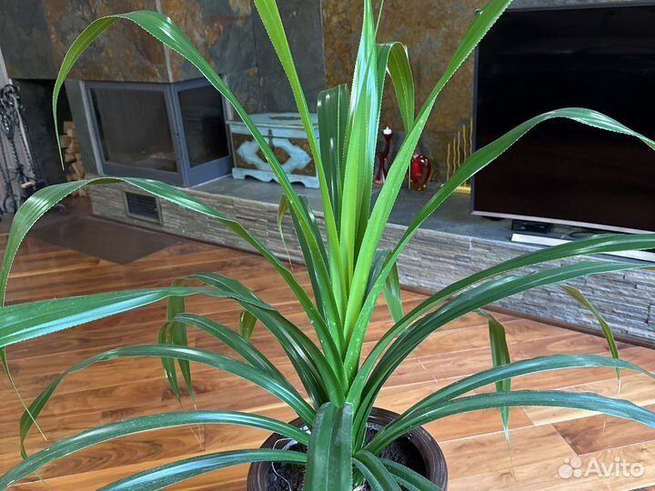 Панданус винтовая пальма