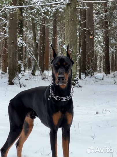 Доберман вязка