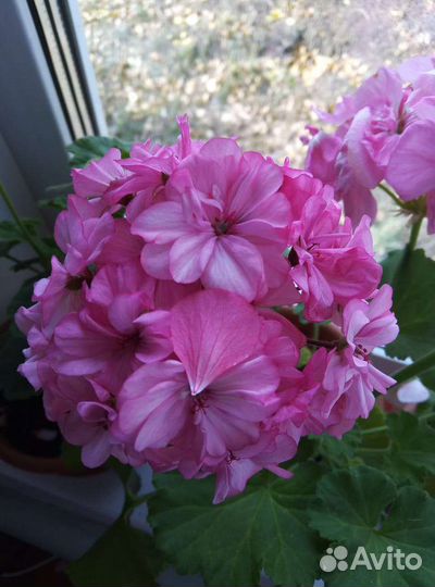 Пеларгония Occold Lagoon