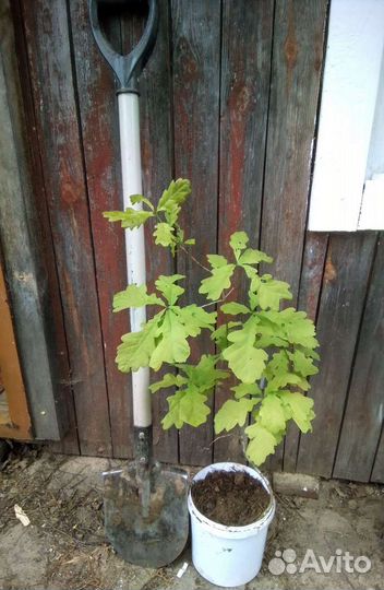 Саженцы дуба, липы, рябины, клена