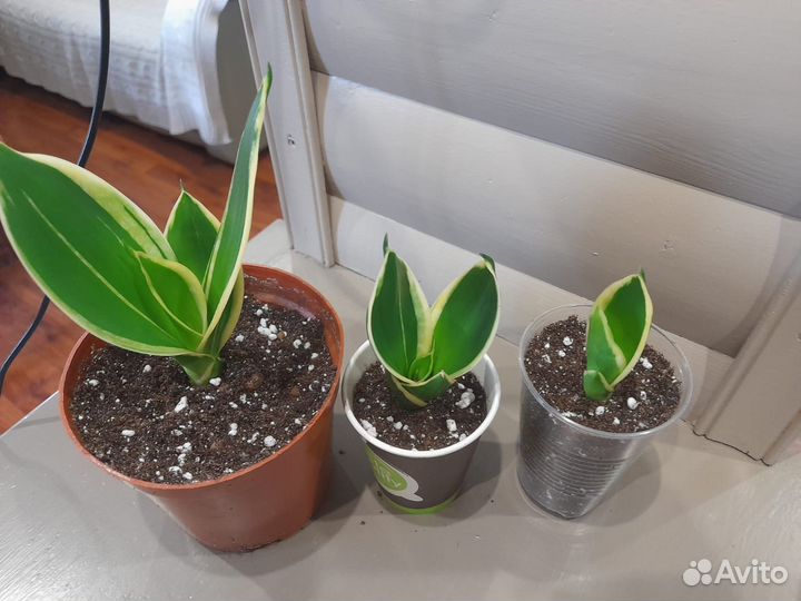 Сансевиерия