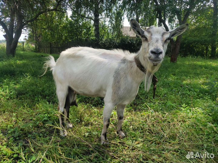Коза дойная