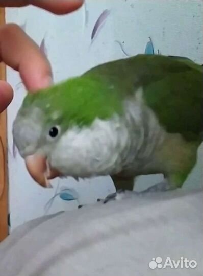 Передержка попугаев и других птиц