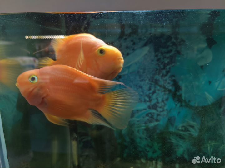 Продается аквариум с рыбками