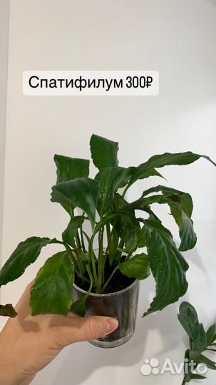 Комнатные цветы