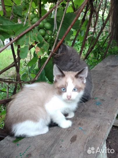 Отдам котят в добрые руки